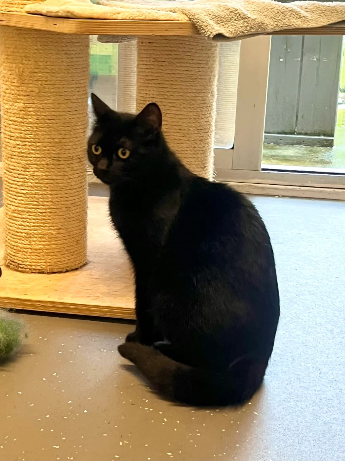 Trees, female young Mixed Breed for adoption at Dierenasiel Oostzaan