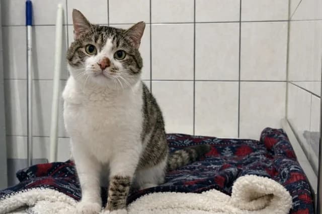 Dante, male mixed breed for adoption at Utrecht