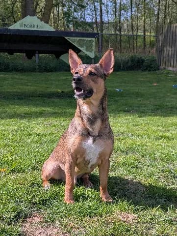 Dushi, Bruin male young mixed breed for adoption at Dierenasiel Utrecht, Utrecht