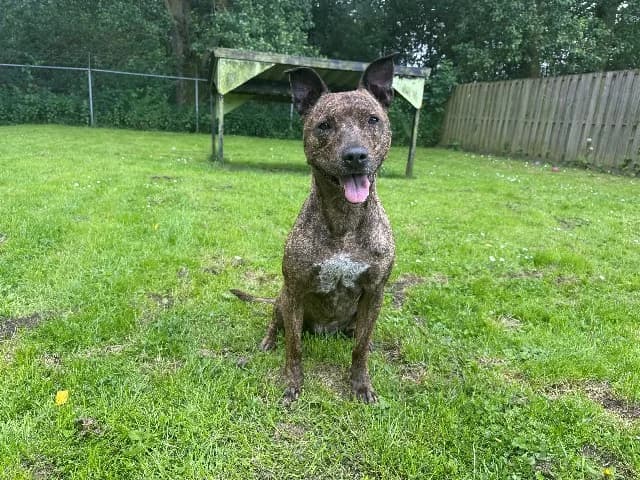 Tessy, Brindle female senior Staffordshire Bull Terrier for adoption at Dierenasiel Utrecht, Utrecht
