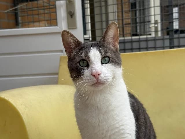 Zappa, wit-blauw male 7yo European Shorthair for adoption at Dierenasiel Utrecht, Utrecht