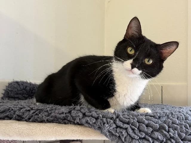 Margot, zwart-wit female young European Shorthair for adoption at Dierenasiel Utrecht, Utrecht