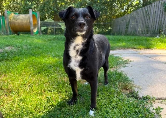 Daisy, Zwart-wit female senior mixed breed for adoption at Dierenasiel Utrecht, Utrecht