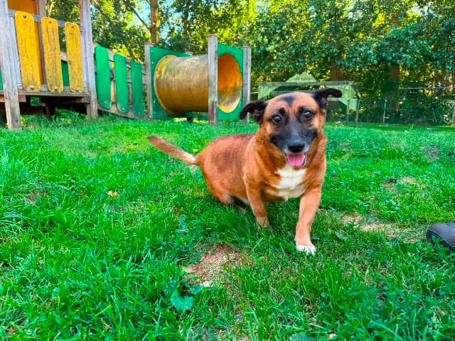 Max, Bruin-wit male senior mixed breed for adoption at Dierenasiel Utrecht, Utrecht