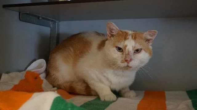 Sven, Wit-rood male senior mixed breed for adoption at Dierenasiel Utrecht, Utrecht