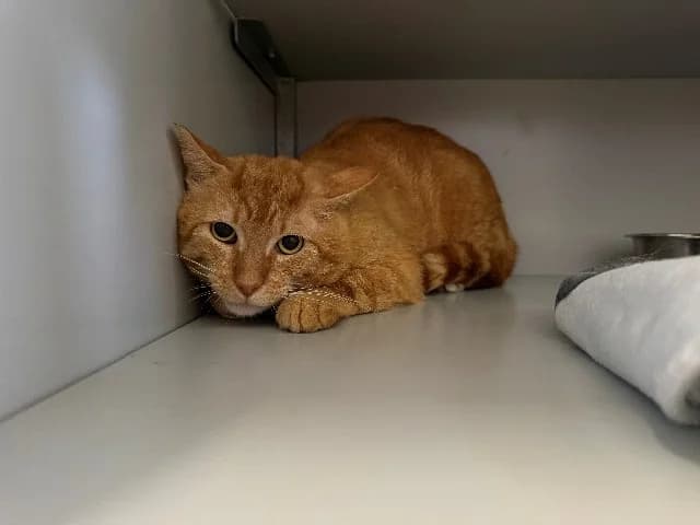 Pieter, rood-wit male 7yo mixed breed for adoption at Dierenasiel Utrecht, Utrecht