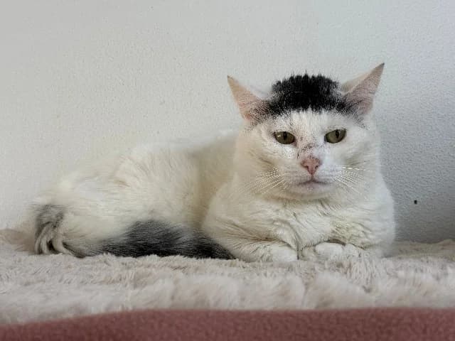 Harley, Wit-zwart male 7yo mixed breed for adoption at Dierenasiel Utrecht, Utrecht