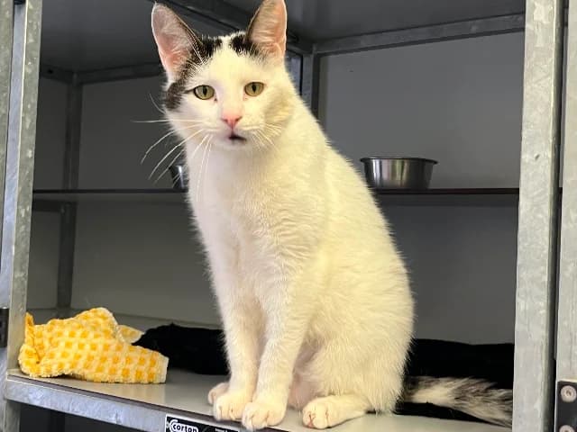 Kenzo, zwart-wit male senior European Shorthair for adoption at Dierenasiel Utrecht, Utrecht