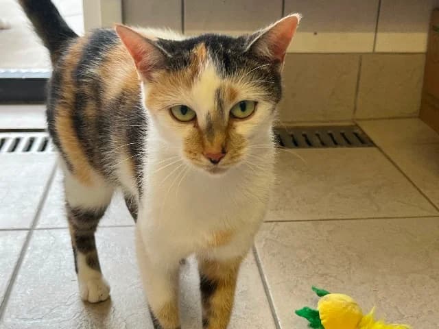 Polly, Driekleur female young European Shorthair for adoption at Dierenasiel Utrecht, Utrecht