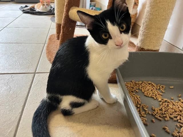 Jetje, zwart-wit female puppy European Shorthair for adoption at Dierenasiel Utrecht, Utrecht