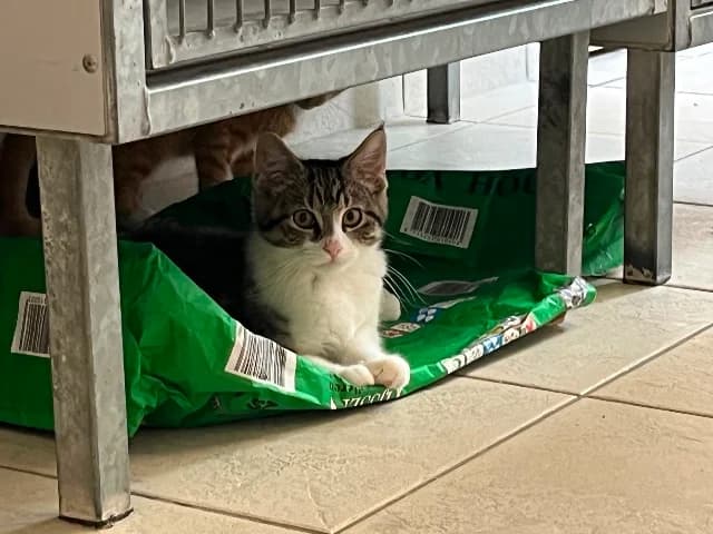 Nova & Malachi, cyper-wit female puppy European Shorthair for adoption at Dierenasiel Utrecht, Utrecht