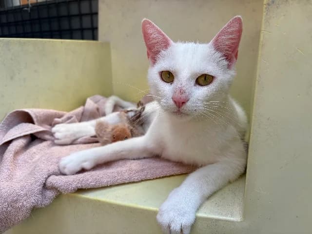 Willow, Wit female 3yo European Shorthair for adoption at Dierenasiel Utrecht, Utrecht