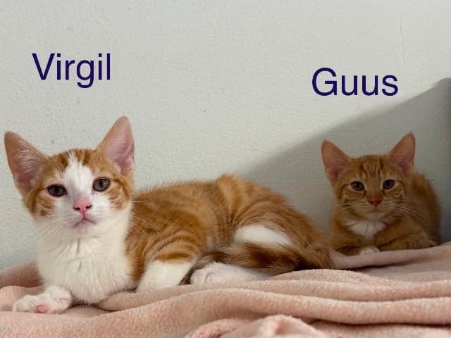Guus, Frankie, Cody, Virgil of Merel, Diverse male puppy European Shorthair for adoption at Dierenasiel Utrecht, Utrecht