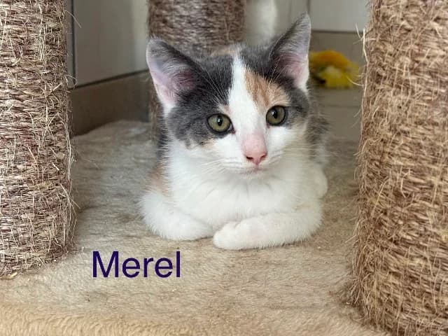 Guus, Frenkie, Cody, of Merel, Diverse male puppy European Shorthair for adoption at Dierenasiel Utrecht, Utrecht