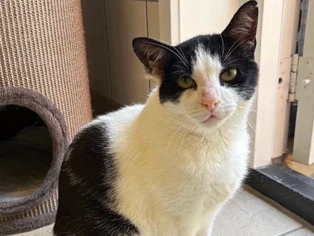 Tommy, zwart-wit male senior European Shorthair for adoption at Dierenasiel Utrecht, Utrecht