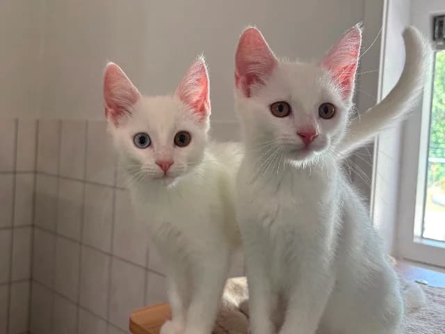 Woody & Winston, Wit male puppy European Shorthair for adoption at Dierenasiel Utrecht, Utrecht