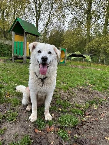 Hero, wit male senior Kuvasz for adoption at Dierenasiel Utrecht, Utrecht