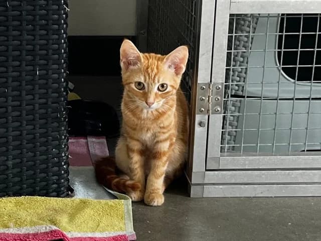 Nacho, Rood male puppy European Shorthair for adoption at Dierenasiel Utrecht, Utrecht