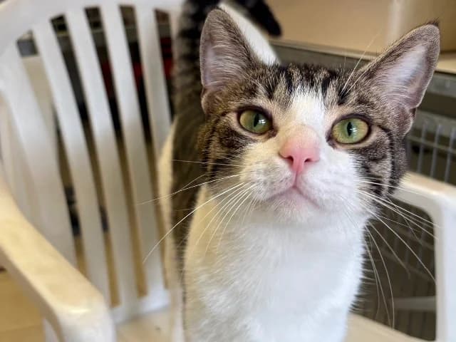 Claudius, Cyper-wit male young European Shorthair for adoption at Dierenasiel Utrecht, Utrecht