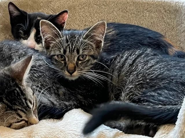 Lotus & Senna, Cyper female puppy European Shorthair for adoption at Dierenasiel Utrecht, Utrecht