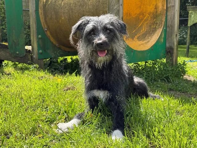 Ellie, grijs wit female young mixed breed for adoption at Dierenasiel Utrecht, Utrecht
