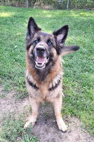 Eefje, Zwart-bruin female 7yo mixed breed for adoption at Dierenasiel Utrecht, Utrecht