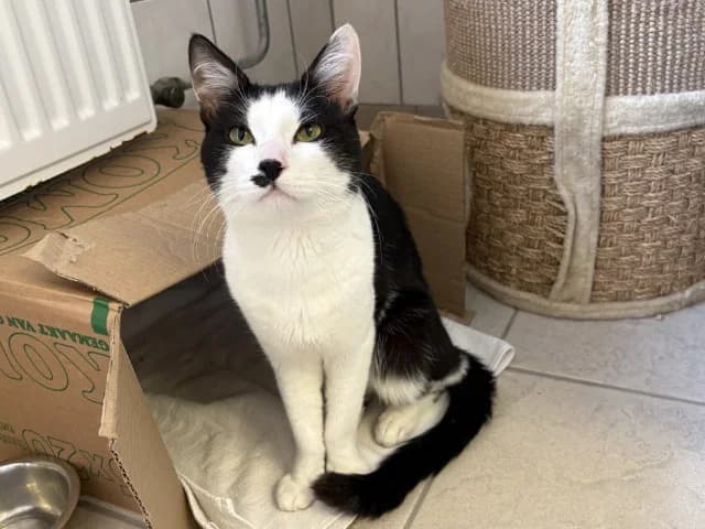 Otis, Zwart-wit male young European Shorthair for adoption at Dierenasiel Utrecht, Utrecht