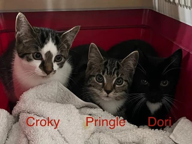 Croky, Pringle of Dori, Cyper en zwart-wit female European Shorthair for adoption at Dierenasiel Utrecht, Utrecht