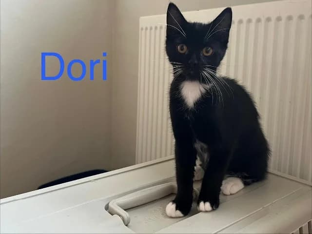 Dori, Zwart-wit female European Shorthair for adoption at Dierenasiel Utrecht, Utrecht