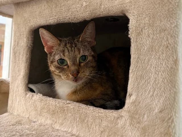 Lizzy, Cyper-rood-wit female senior European Shorthair for adoption at Dierenasiel Utrecht, Utrecht