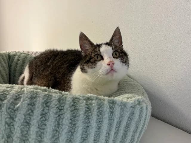 Katrien, cyper-wit female senior European Shorthair for adoption at Dierenasiel Utrecht, Utrecht