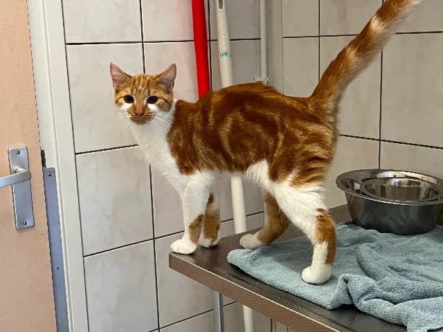 Ferdi, rood-wit male European Shorthair for adoption at Dierenasiel Utrecht, Utrecht
