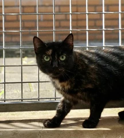 Phoebe, Schildpad female young mixed breed for adoption at Dierenasiel Utrecht, Utrecht