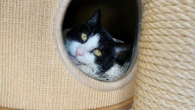 Bats, Zwart-wit male senior mixed breed for adoption at Dierenasiel Utrecht, Utrecht