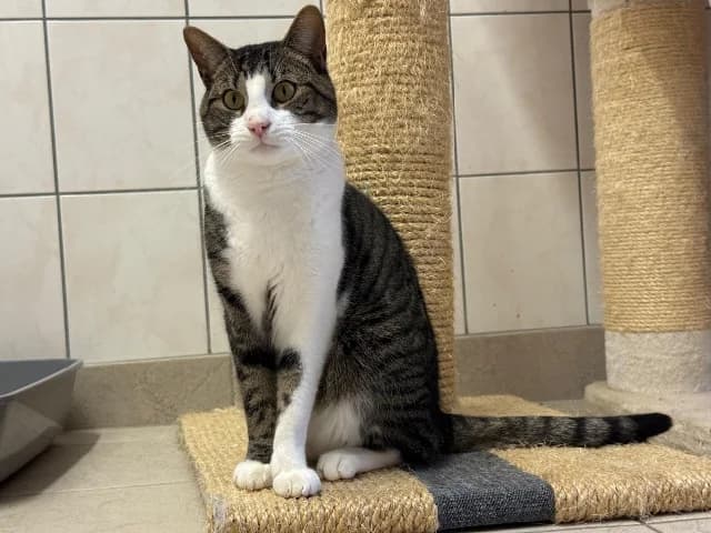 Moos, Cyper-wit male young European Shorthair for adoption at Dierenasiel Utrecht, Utrecht
