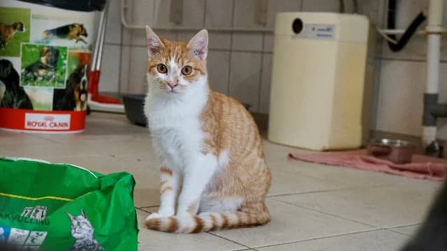 Reddy, rood-wit male puppy European Shorthair for adoption at Dierenasiel Utrecht, Utrecht