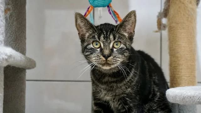 Freek, Cyper male puppy European Shorthair for adoption at Dierenasiel Utrecht, Utrecht