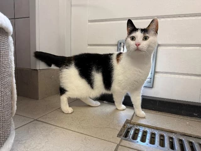 Lily, Driekleur female 5yo mixed breed for adoption at Dierenasiel Utrecht, Utrecht
