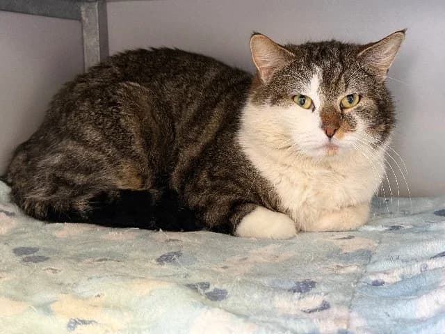Dudley, Cyper-wit male 5yo mixed breed for adoption at Dierenasiel Utrecht, Utrecht