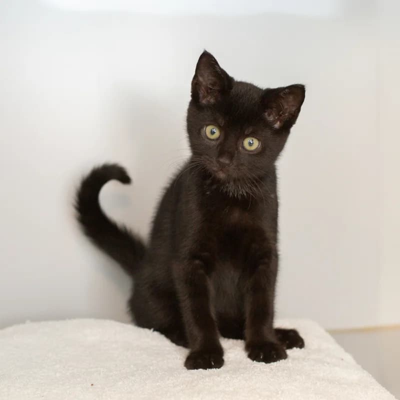Anne, male young Mixed Breed for adoption at Dierenasiel Zwolle, Zwolle
