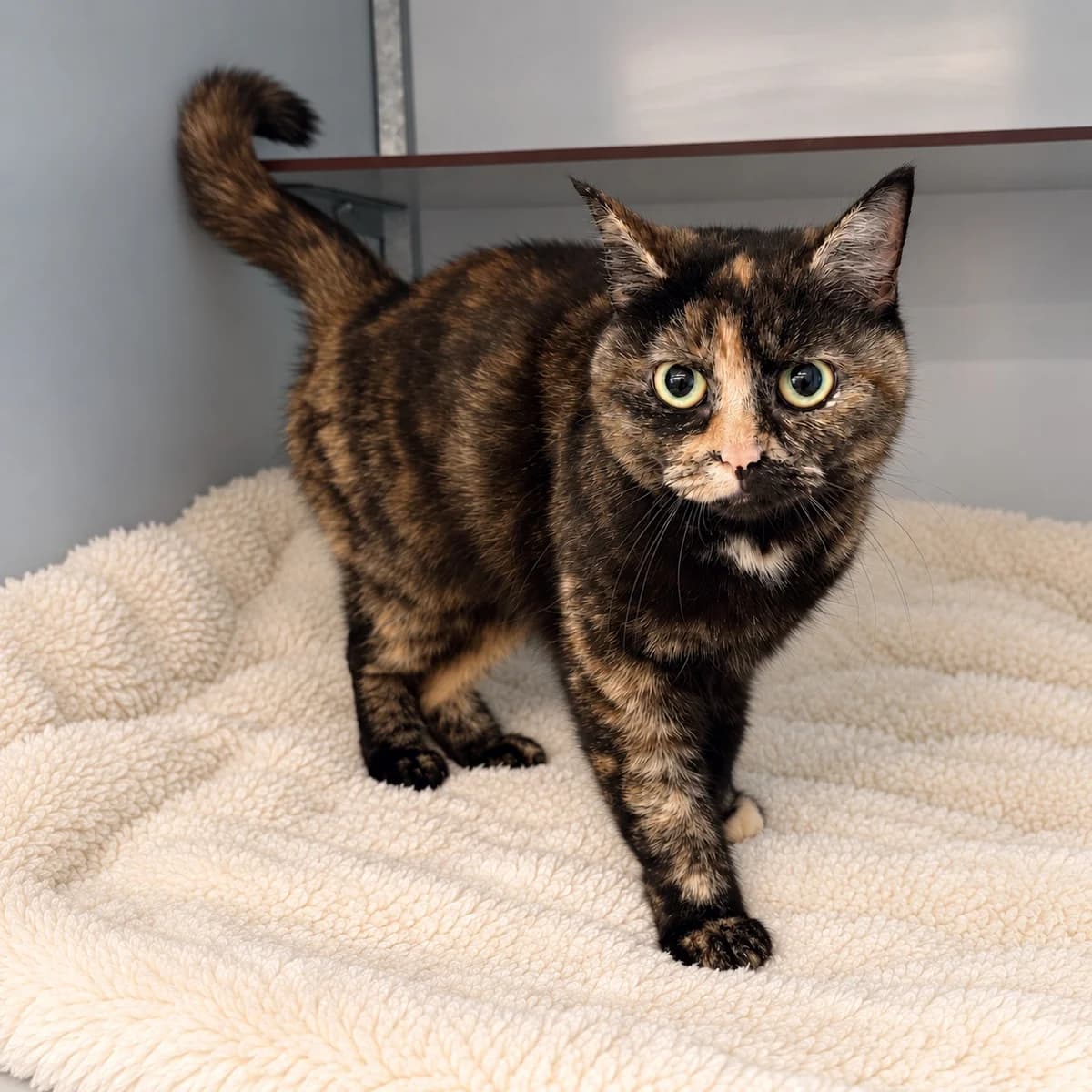 Bastet, female 4yo Mixed Breed for adoption at Dierenasiel Zwolle, Zwolle