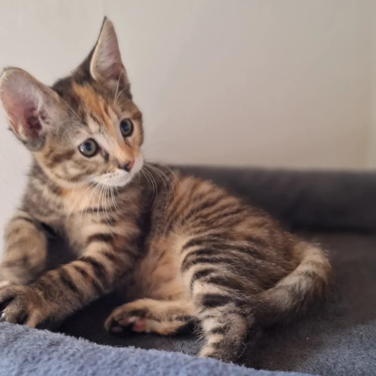 Bella (en Bo?), female young Mixed Breed for adoption at Dierenasiel Zwolle, Zwolle