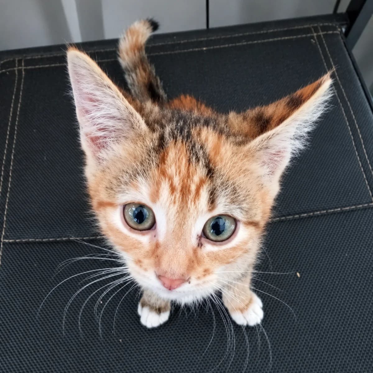 Bibi, female young Mixed Breed for adoption at Dierenasiel Zwolle, Zwolle