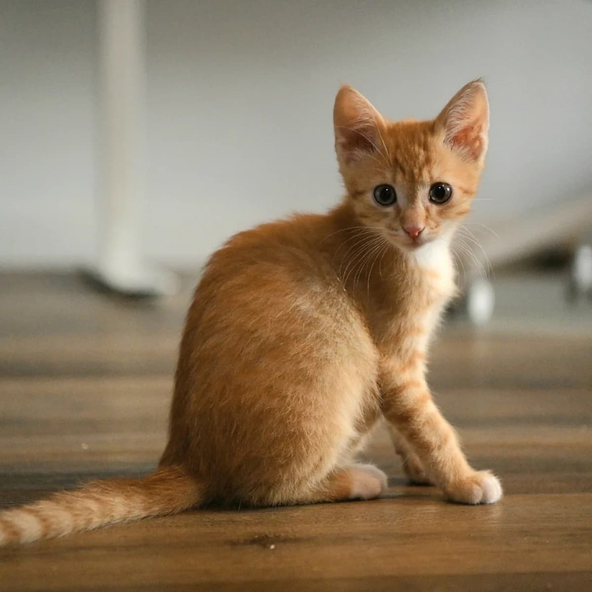 Boris, male young Mixed Breed for adoption at Dierenasiel Zwolle, Zwolle