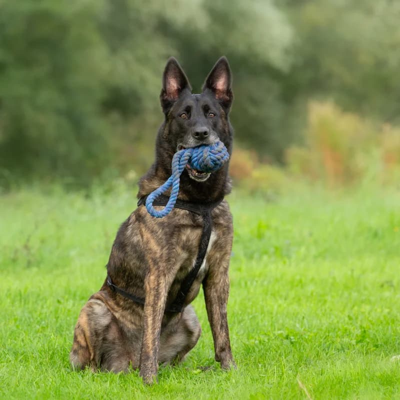 Caja, female 4yo Mixed Breed for adoption at Dierenasiel Zwolle, Zwolle