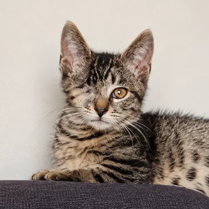Captain, male young Mixed Breed for adoption at Dierenasiel Zwolle, Zwolle