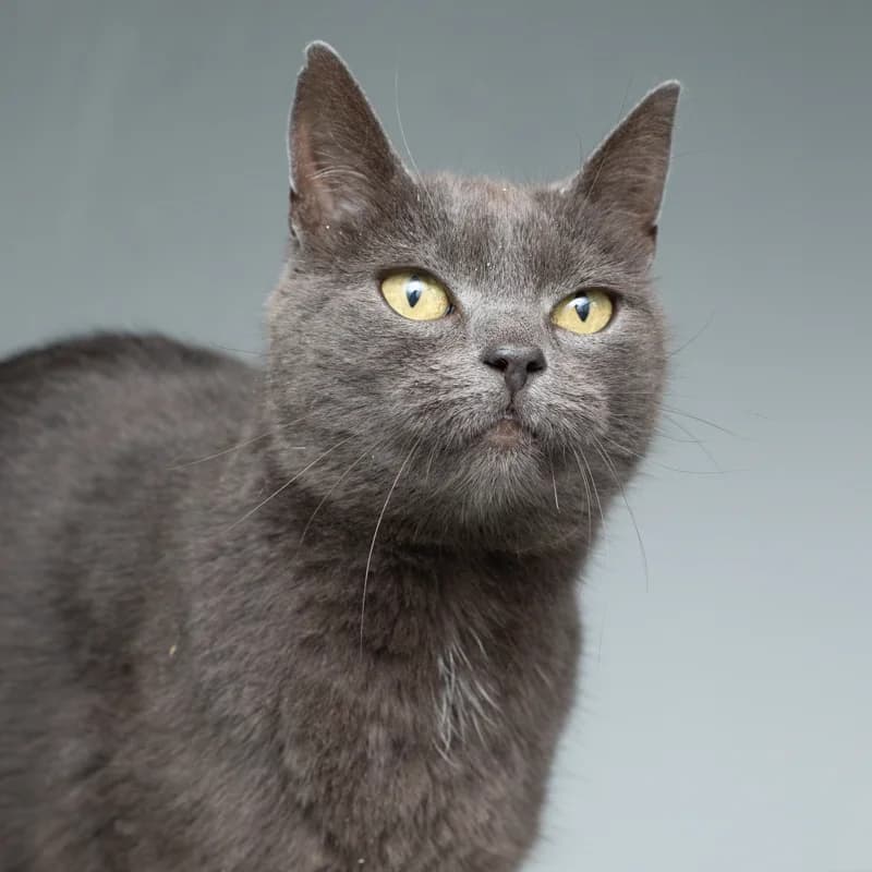 Cilla, female 4yo Mixed Breed for adoption at Dierenasiel Zwolle, Zwolle