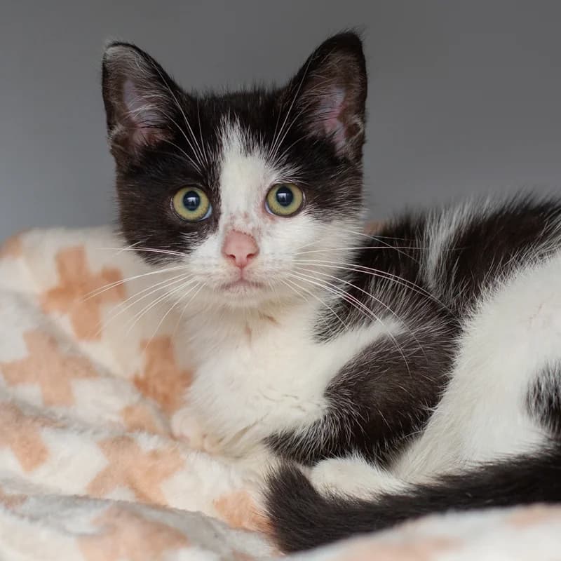 Cleo, female young Mixed Breed for adoption at Dierenasiel Zwolle, Zwolle