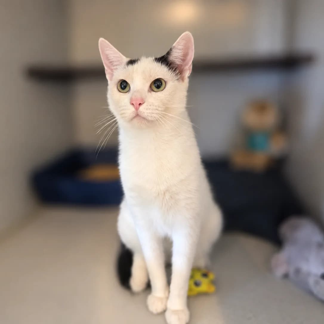 Coco, female 4yo Mixed Breed for adoption at Dierenasiel Zwolle, Zwolle