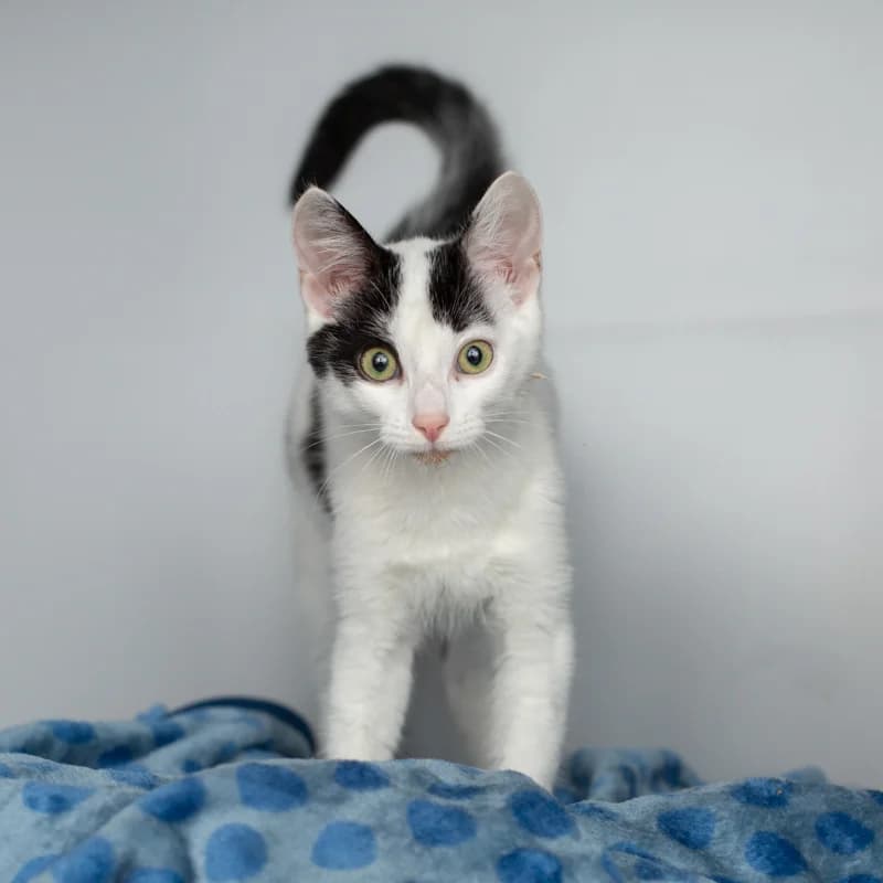 Dirk, male young Mixed Breed for adoption at Dierenasiel Zwolle, Zwolle